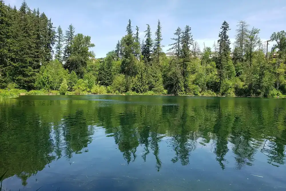 Evergreen trees reflected in the still water of Lake Wilderness in Maple Valley, Washington